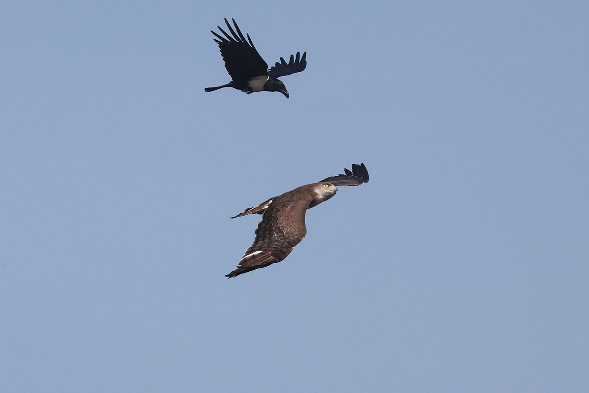 Beaudoins Snake Eagle